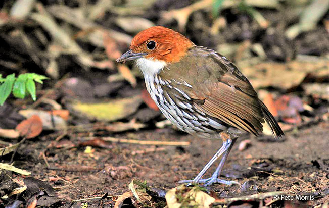 chestnut_crowned-antpitta