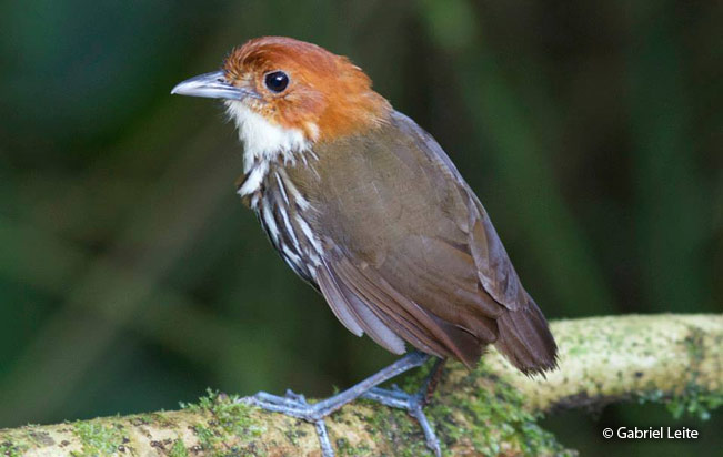 chestnut_crowned-antpitta