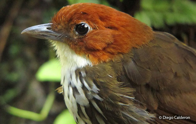 chestnut_crowned-antpitta