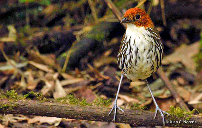 chestnut_crowned-antpitta