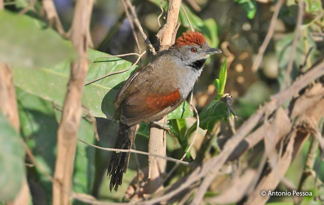 cinereous-breasted_spinetail