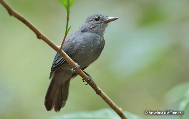 cinereous_antshrike