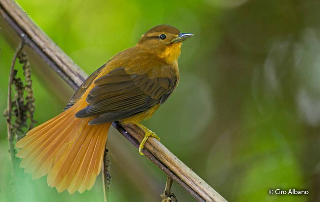 cinnamon-rumped_foliage-gleaner