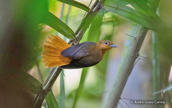 cinnamon-rumped_foliage-gleaner