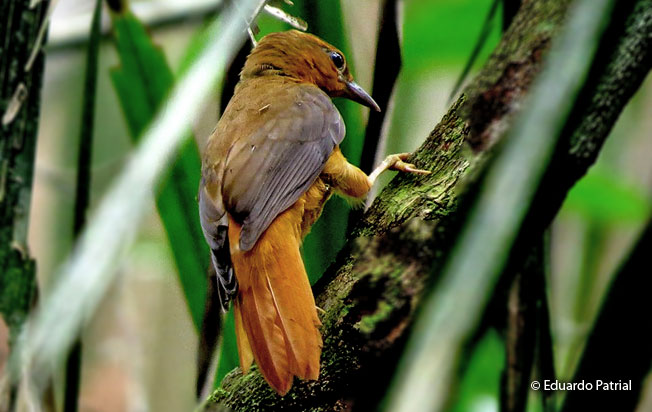 cinnamon-rumped_foliage-gleaner