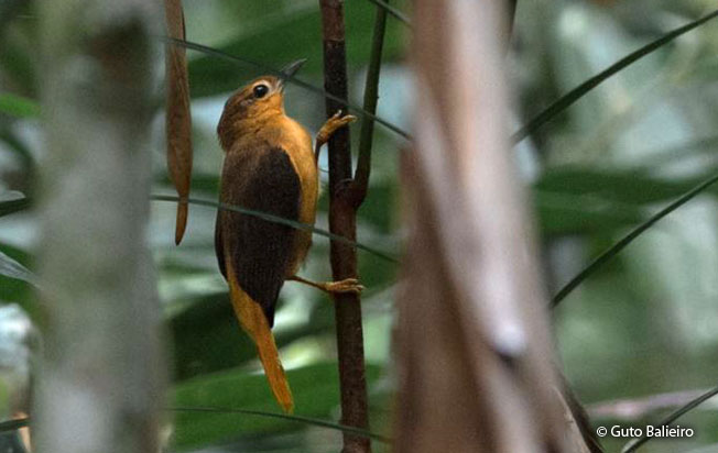 cinnamon-rumped_foliage-gleaner