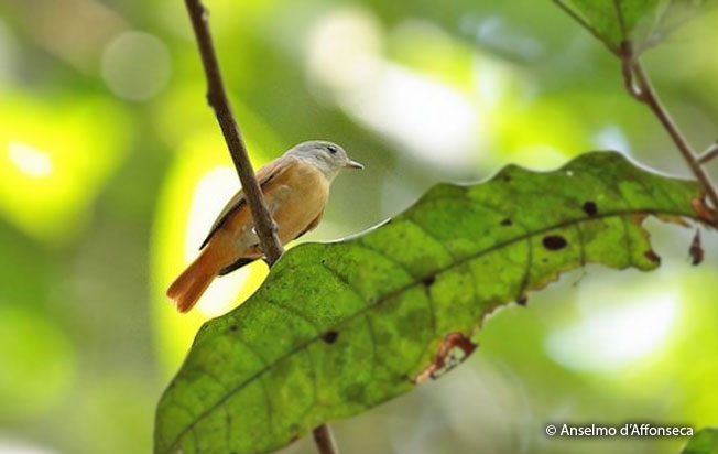 cinnamon_manakin_tyrant