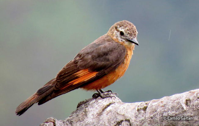 cliff_flycatcher