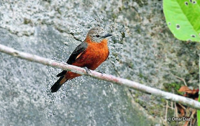 cliff_flycatcher