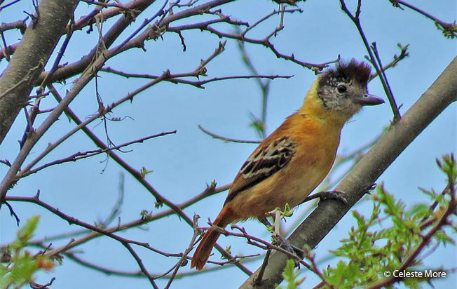 collared-antshrike