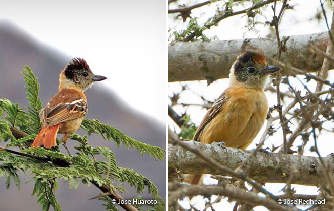 collared-antshrike