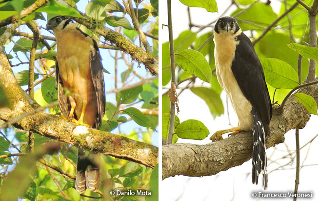 collared_forest-falcon