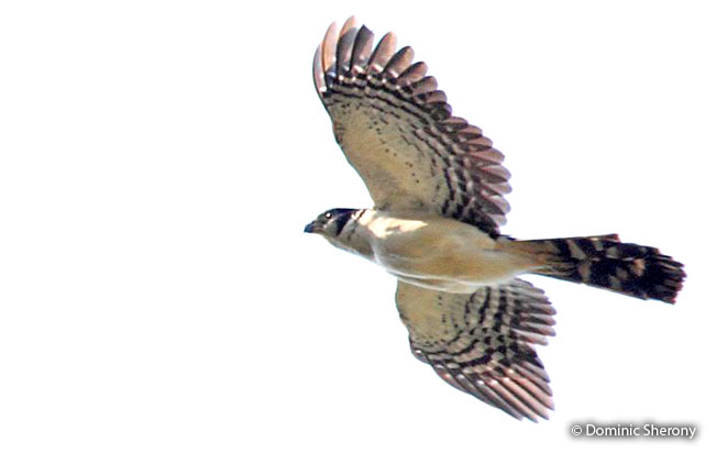 collared_forest-falcon