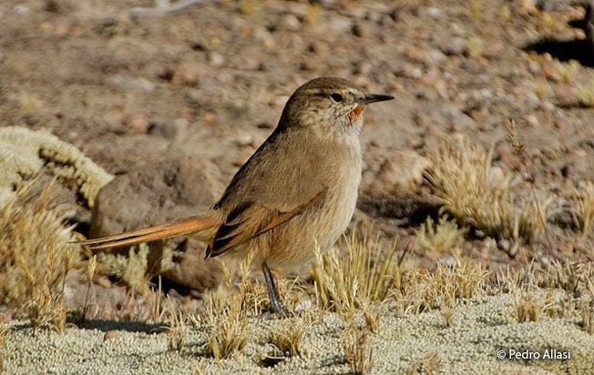 cordilleran_canastero