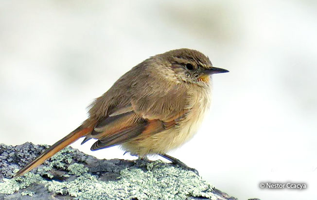 cordilleran_canastero