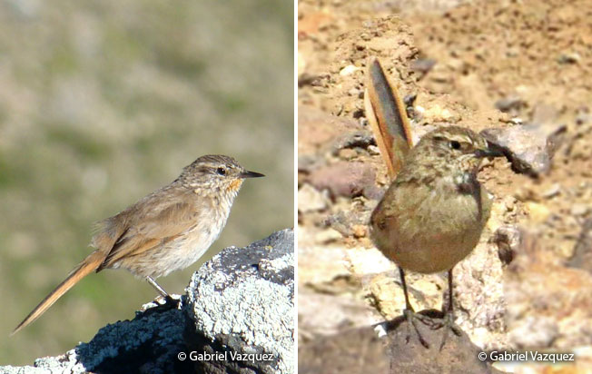 cordilleran_canastero