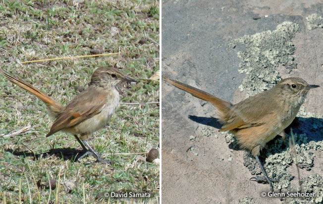 cordilleran_canastero