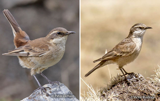 cream-winged_cinclodes