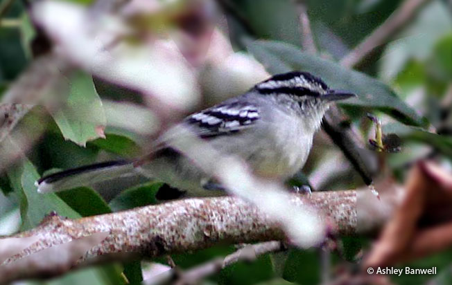 creamy-bellied_antwren
