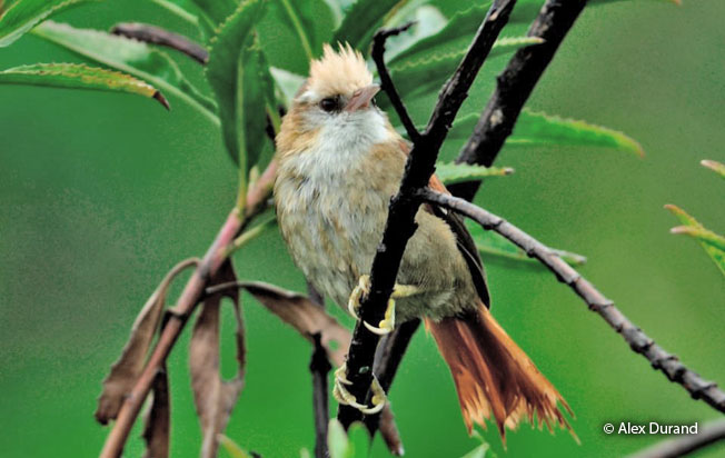 creamy-crested_spinetail