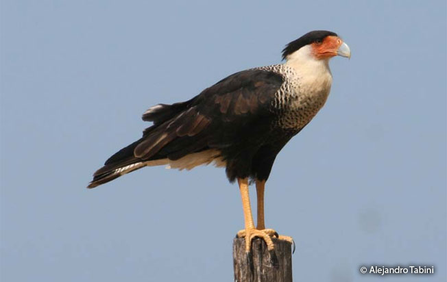 crested_caracara