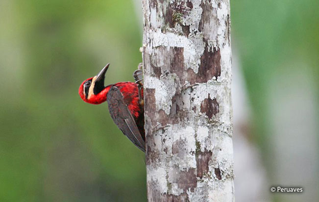 crimson-bellied_woodpecker