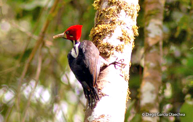 crimson-crested_woodpecker