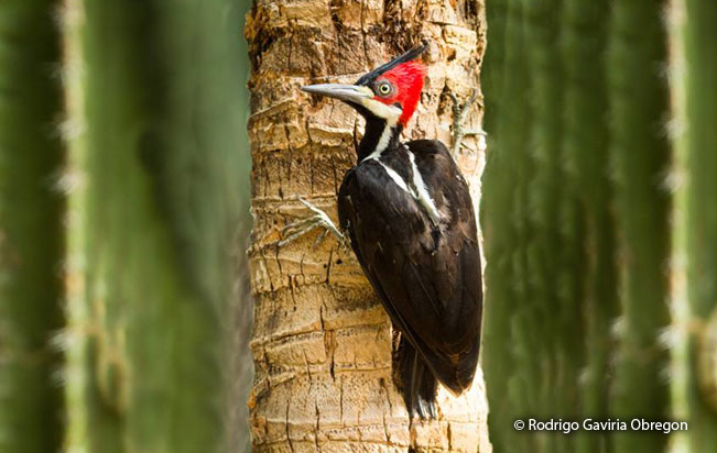 crimson-crested_woodpecker
