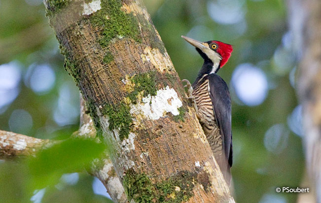 crimson-crested_woodpecker