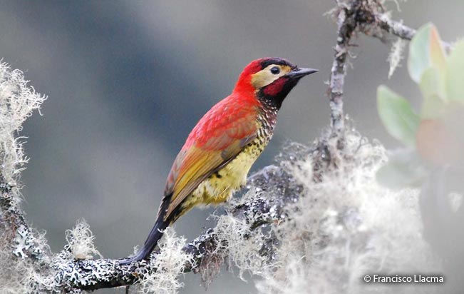 crimson-mantled_woodpecker