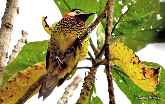 crimson-mantled_woodpecker