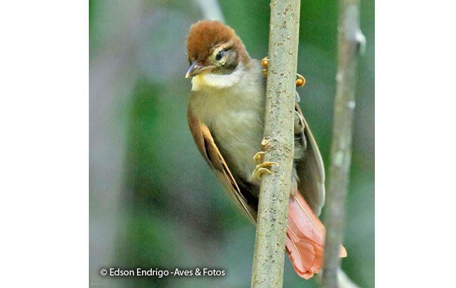 dusky-cheeked_foliage-gleaner