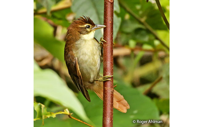 dusky-cheeked_foliage-gleaner