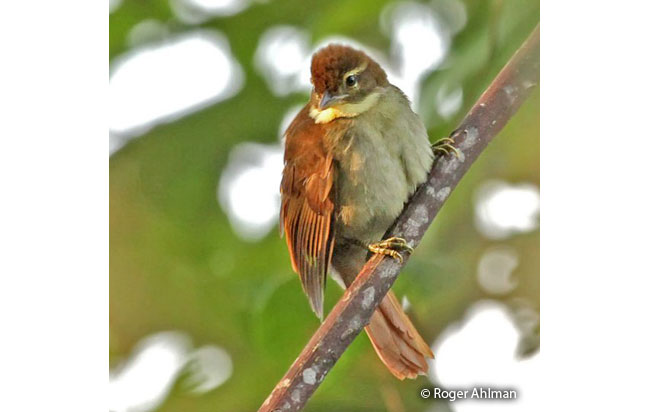 dusky-cheeked_foliage-gleaner