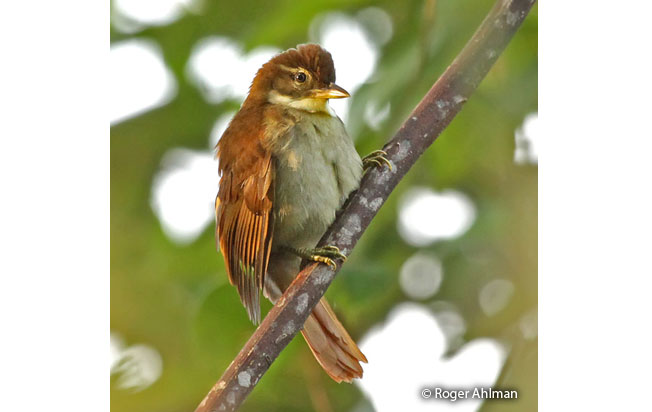 dusky-cheeked_foliage-gleaner