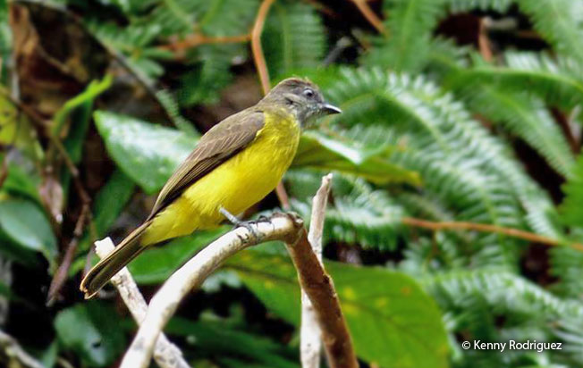 dusky-chested-flycatcher