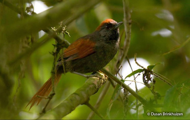 dusky_spinetail