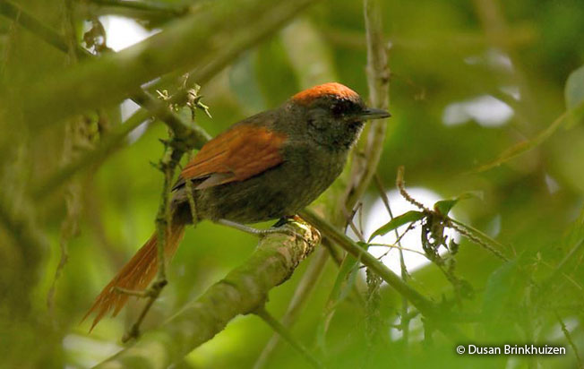 dusky_spinetail