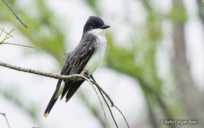 eastern_kingbird
