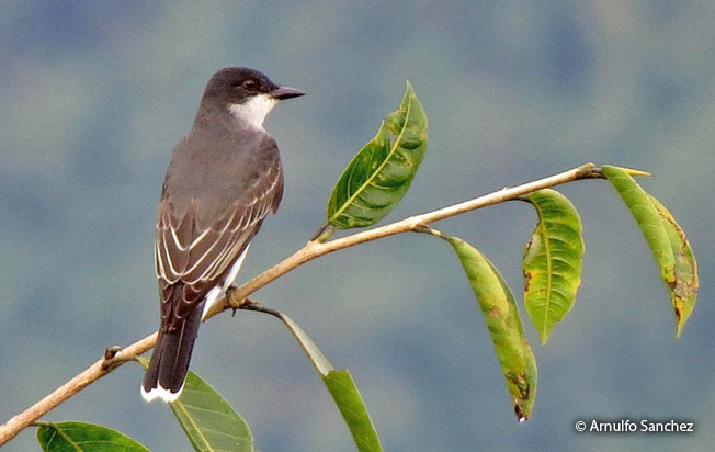 eastern_kingbird