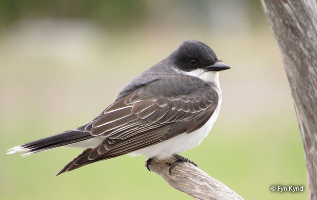 eastern_kingbird