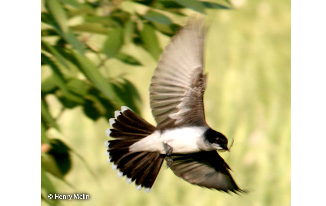 eastern_kingbird