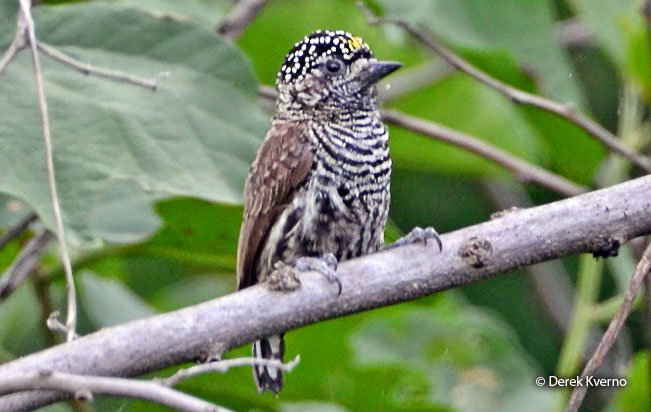 ecuadorian_piculet