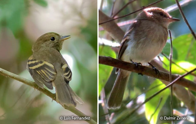 euler's_flycatcher