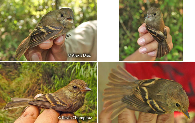 euler's_flycatcher