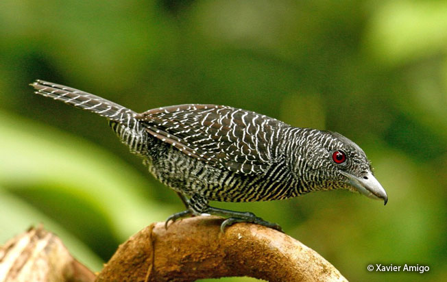 fasciated_antshrike