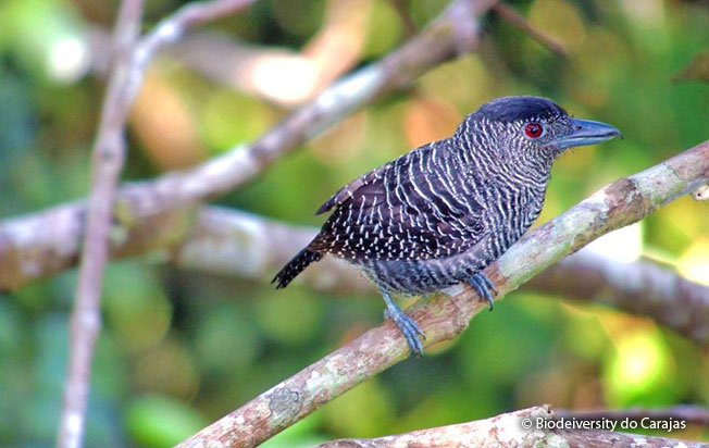 fasciated_antshrike