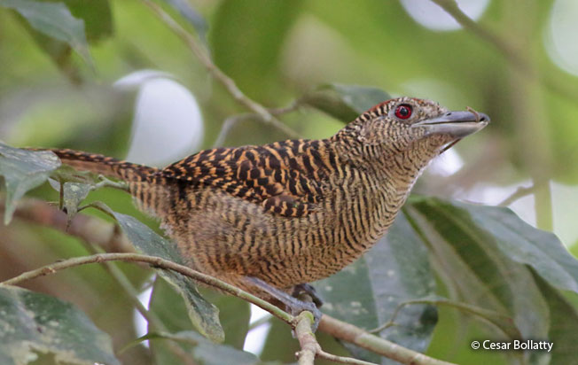 fasciated_antshrike