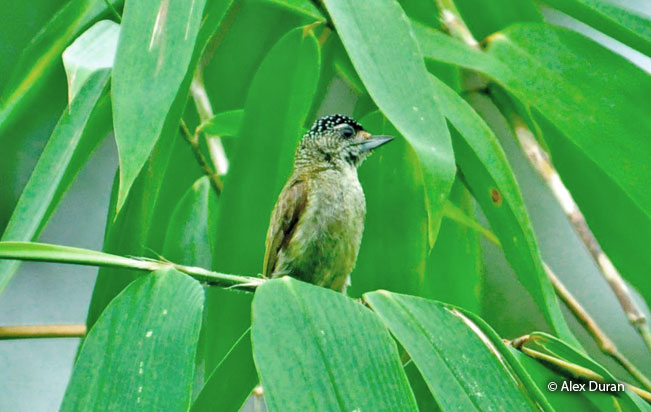 fine-barred_piculet