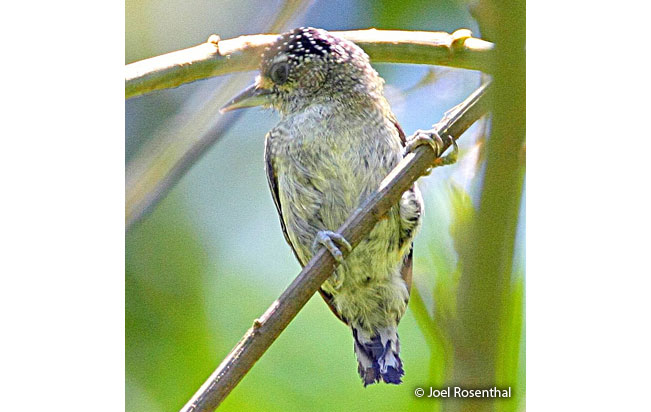fine-barred_piculet